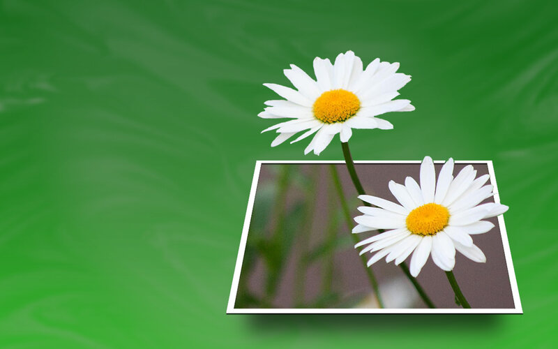 Daisies on green background