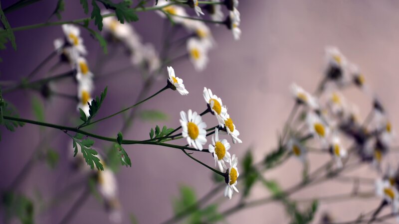 Daisies on Green Stems