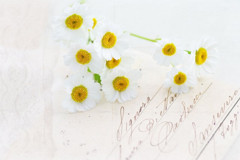 Daisies on Old Letter
