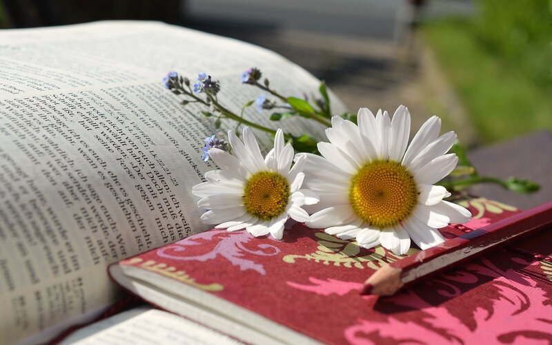 Daisies on Open Book