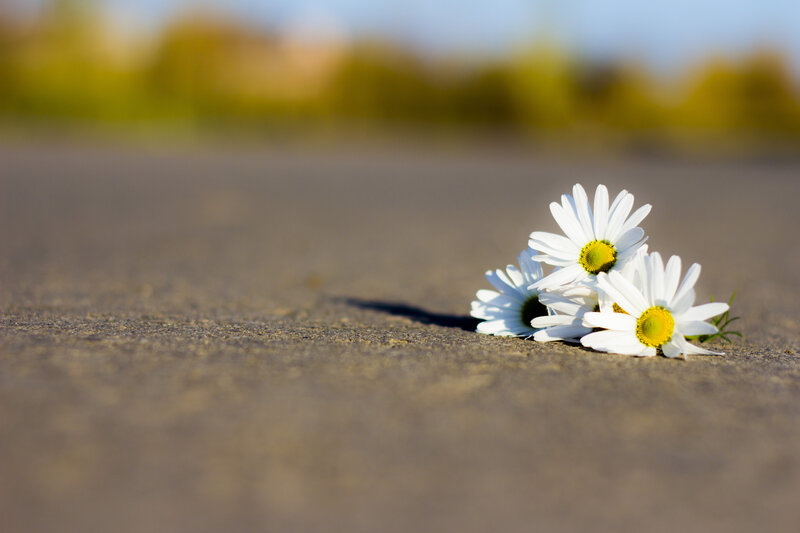 Daisies on Pavement