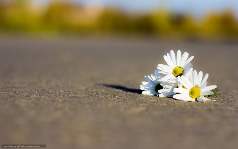 Daisies on Pavement — White