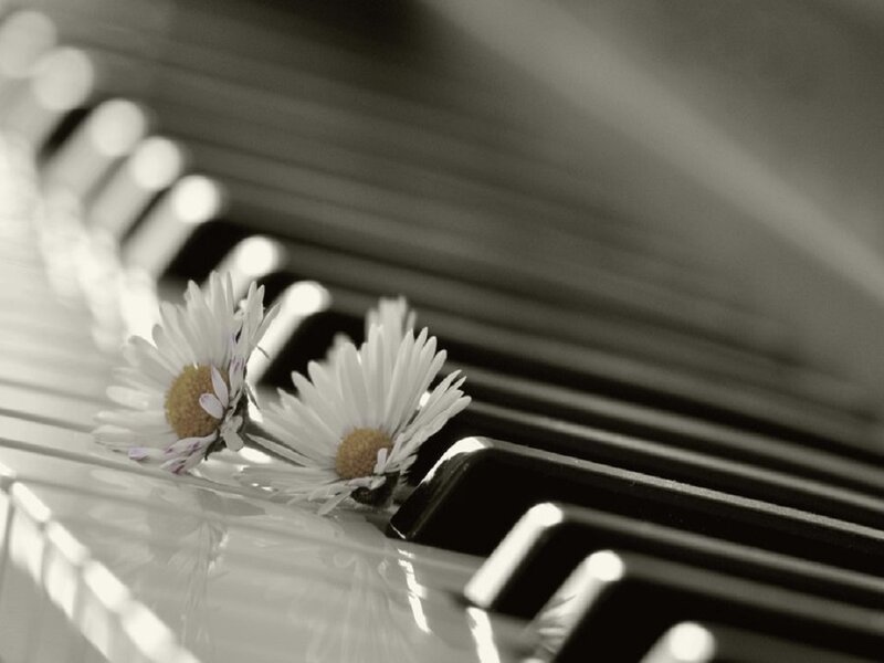 Daisies on Piano Keys — Black