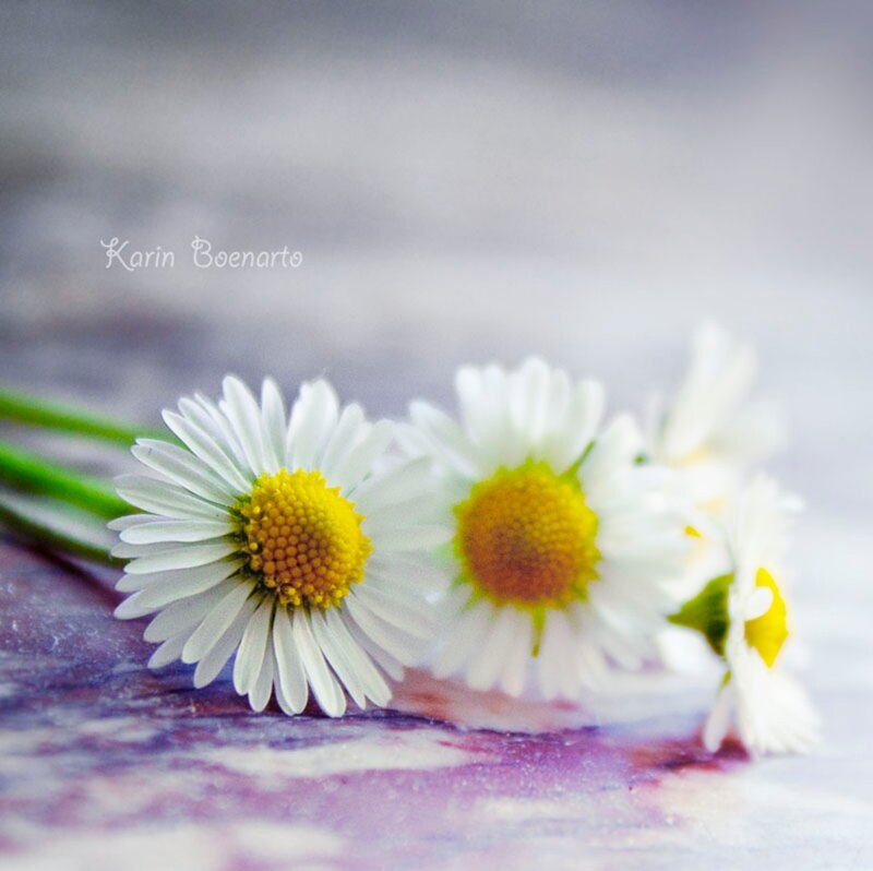 Daisies on Purple Surface