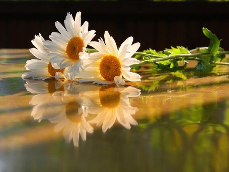 Daisies on Reflective Surface — White