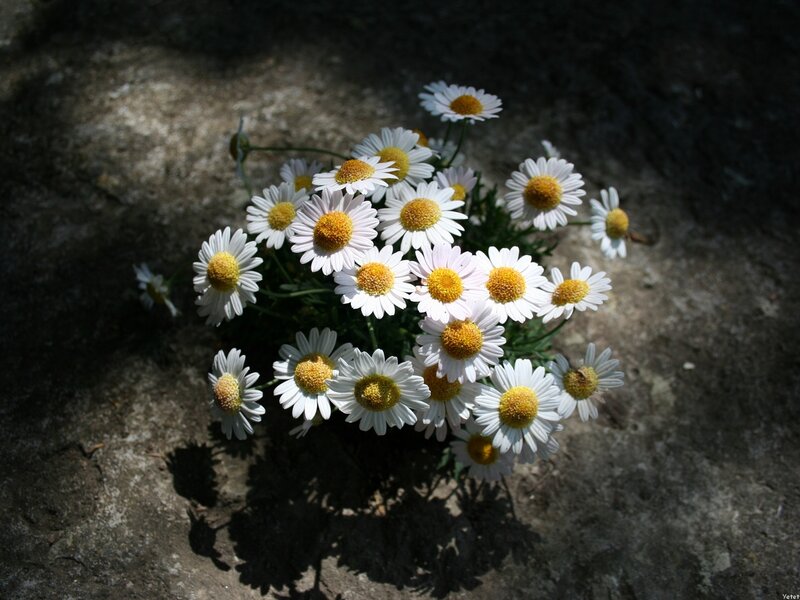 Daisies on Rocky Ground