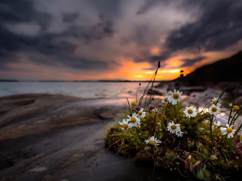 Daisies on Rocky Shore