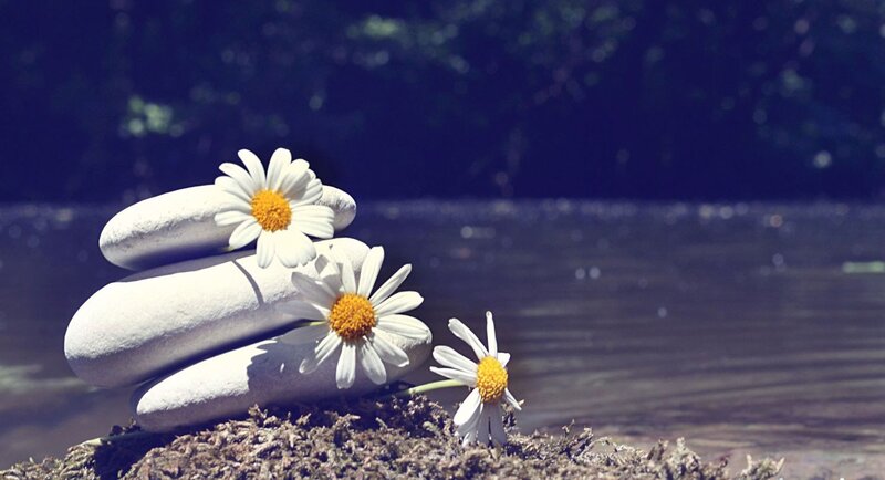 Daisies on Stacked Stones
