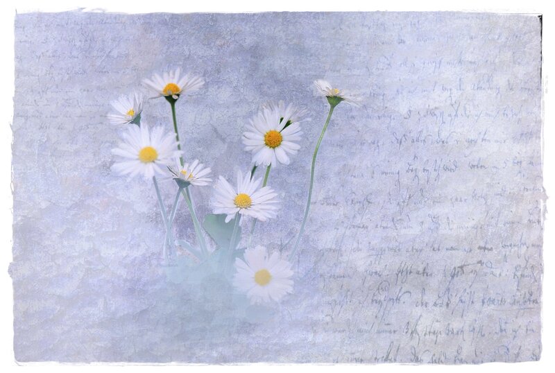 Daisies on Textured Paper