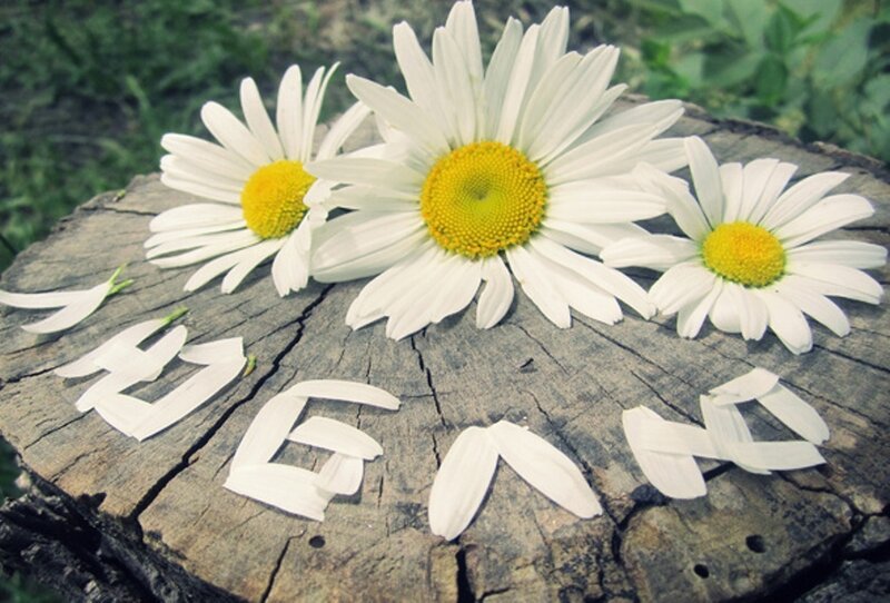 Daisies on Tree Stump