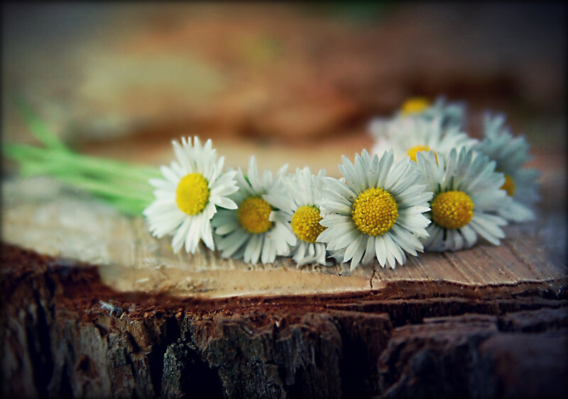 Daisies on Tree Stump — White