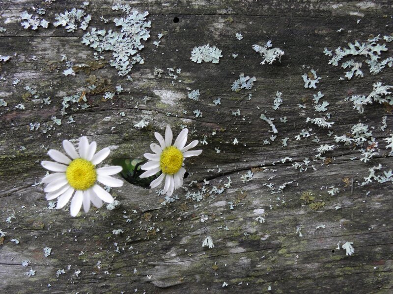 daisies on weathered wood