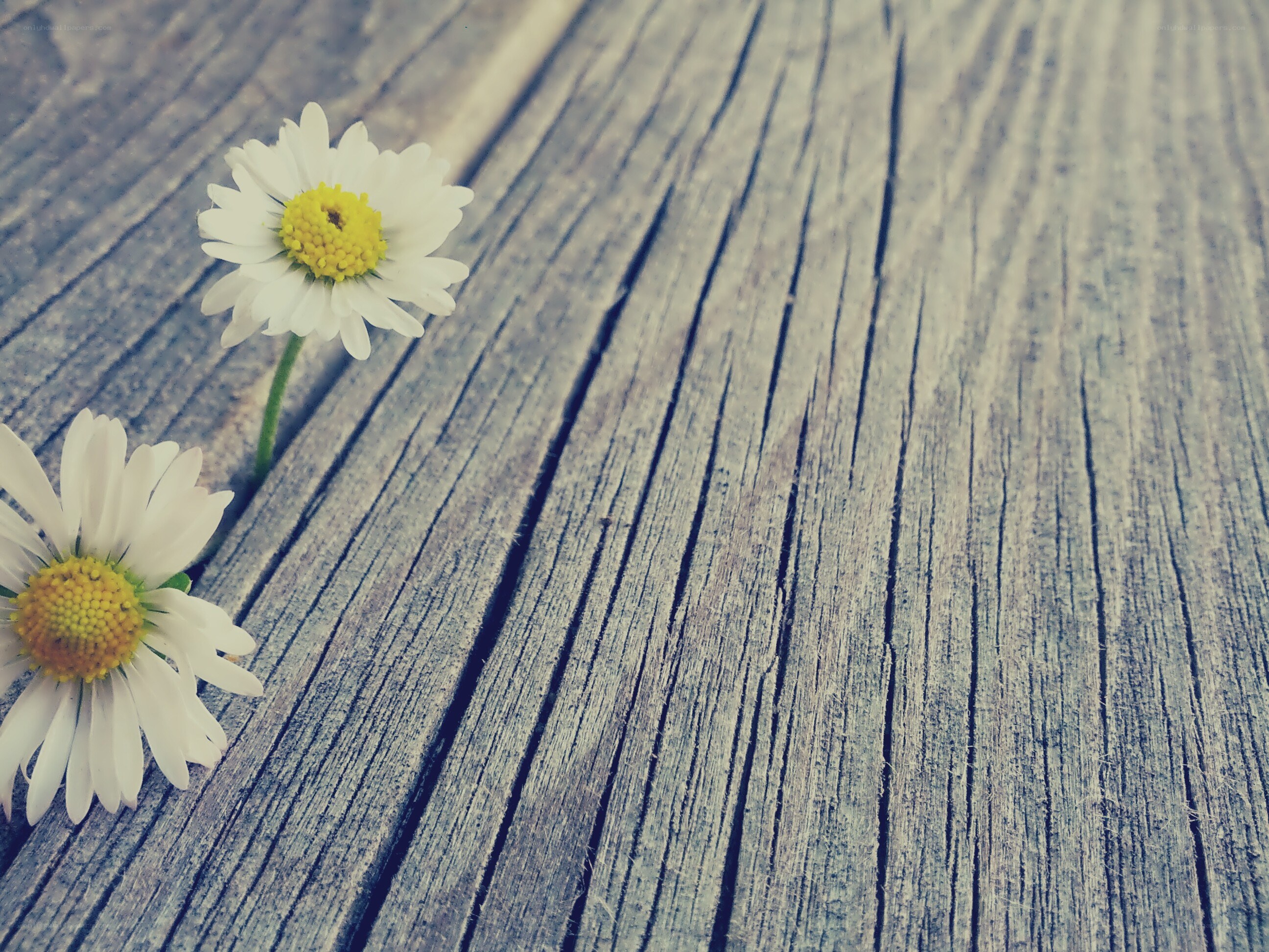 daisies on weathered wood