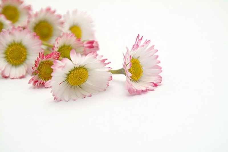Daisies on White Surface