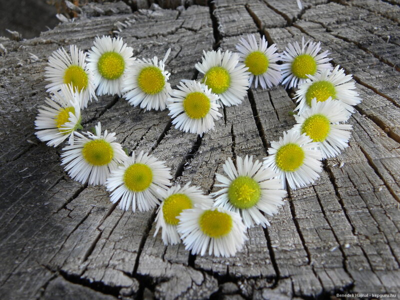 Daisies on Wood