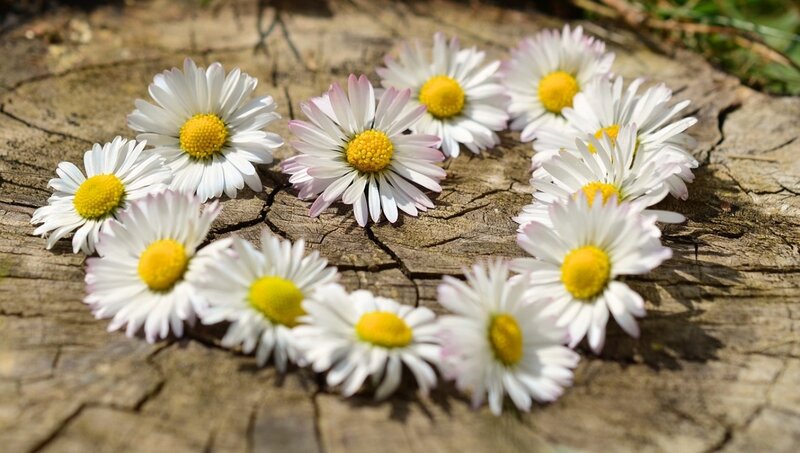 Daisies on Wood — White