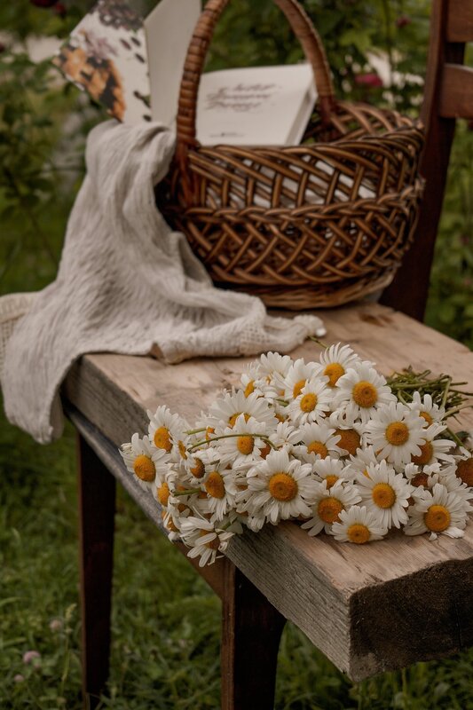 Daisies on Wooden Bench