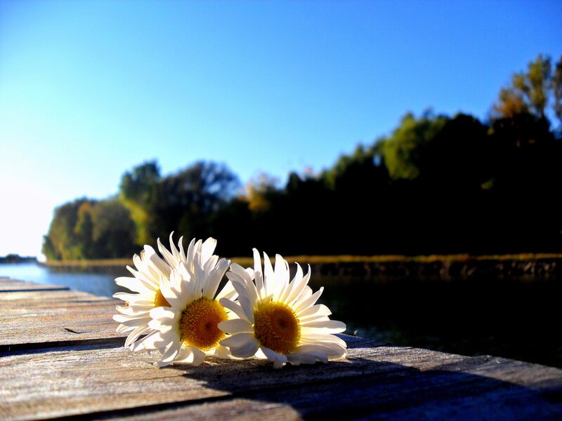 Daisies on Wooden Dock