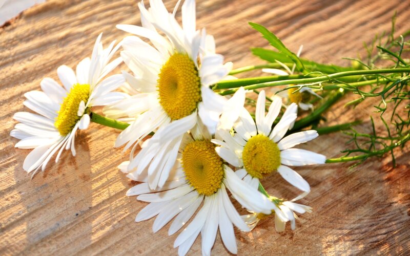 Daisies on Wooden Surface