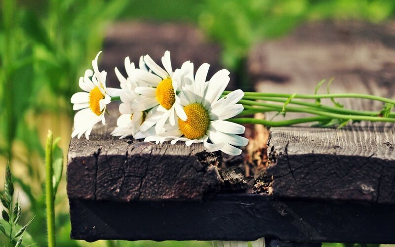 Daisies on Wooden Surface — White, Serene