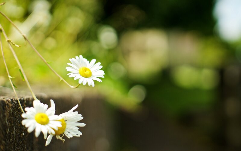 Daisies on Wooden Surface — White