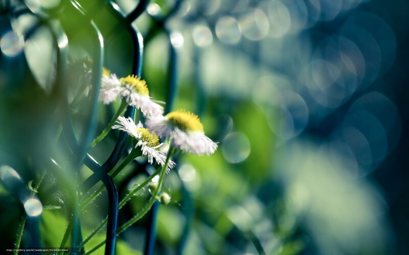 Daisies through a fence