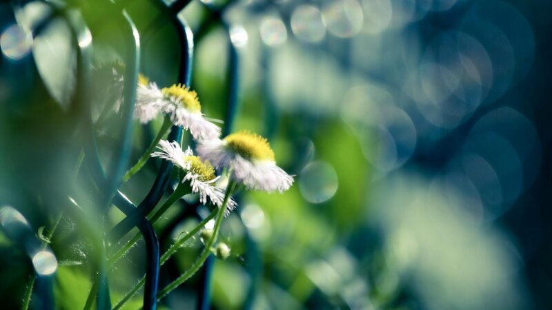 Daisies Through Fence