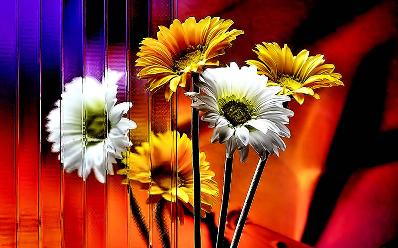 Daisies Through Glass