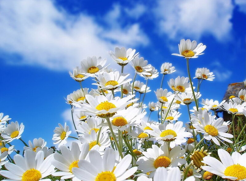 Daisies under a blue sky