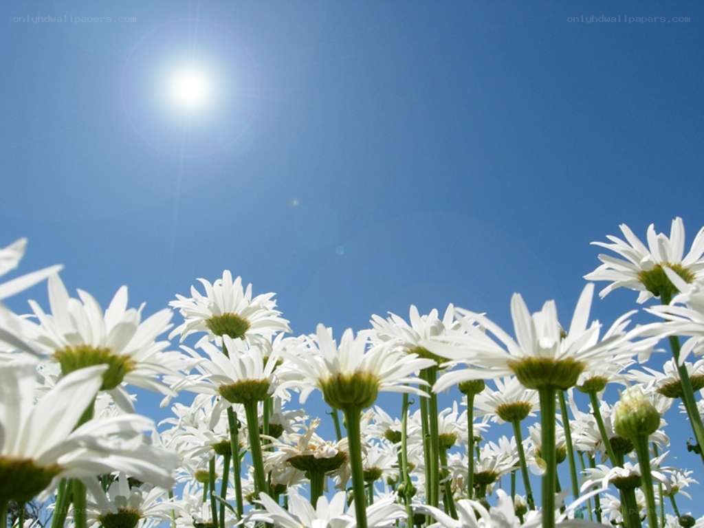 Daisies under a sunny sky