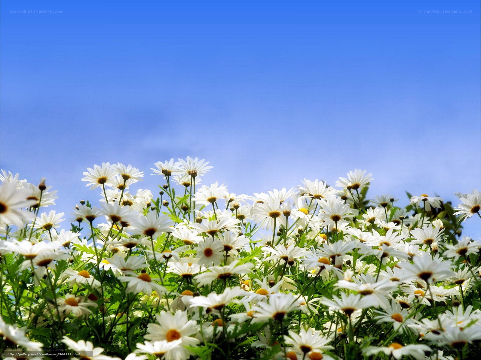 Daisies under blue sky