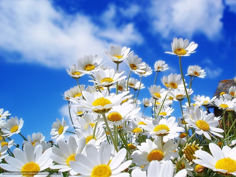 Daisies under blue sky
