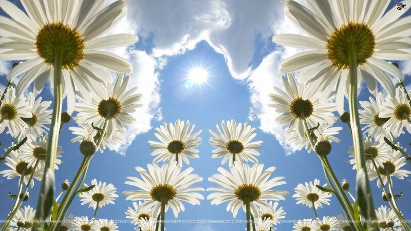 Daisies under Blue Sky — White