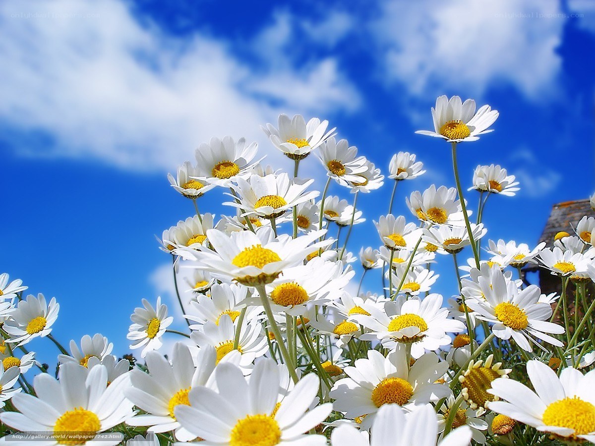 Daisies under blue sky