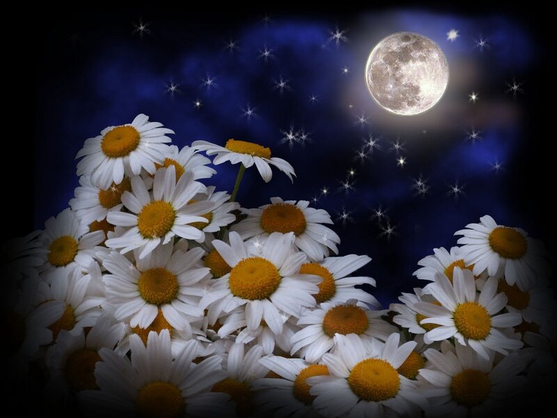 Daisies under Moonlight