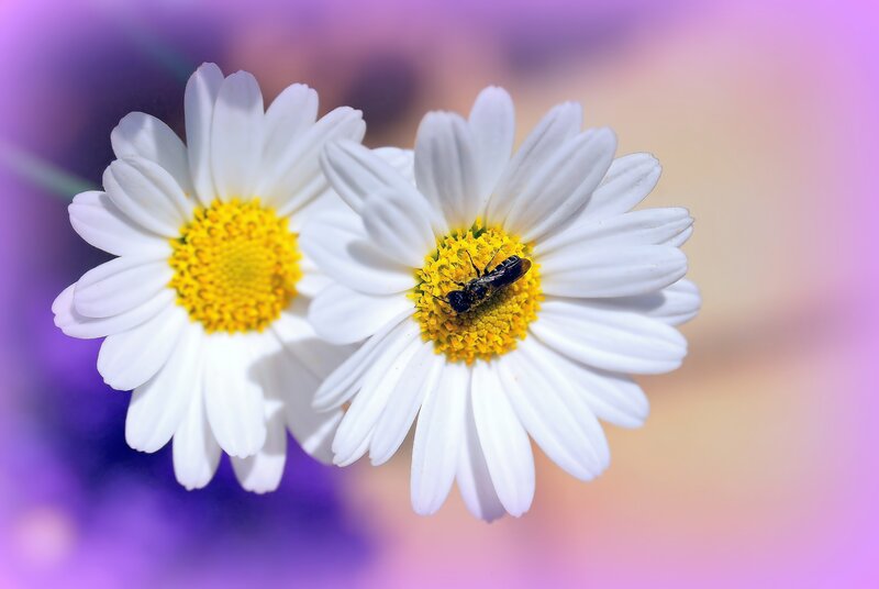 Daisies with a bee
