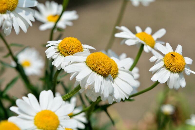 Daisies with a Bee — White, Serene
