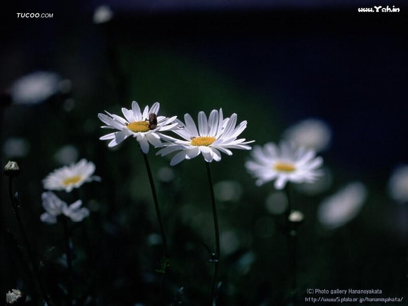 Daisies with a Bee — White