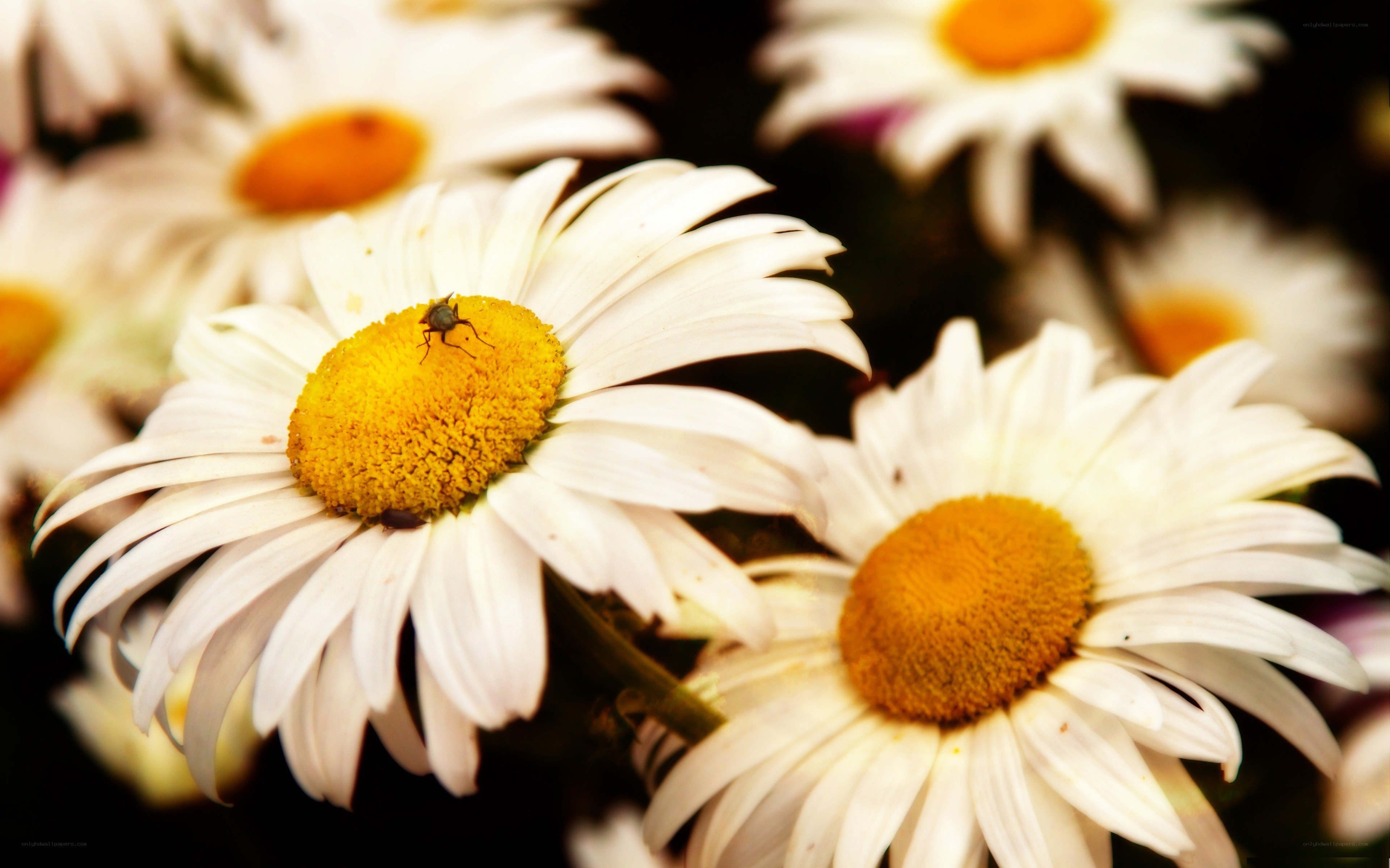 Daisies with a fly