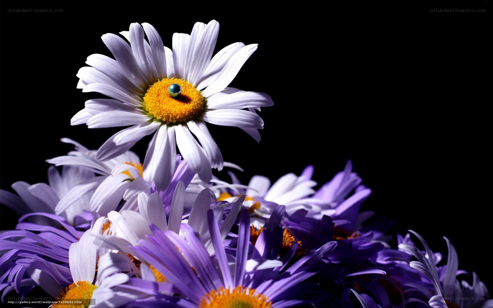 daisies with a gem
