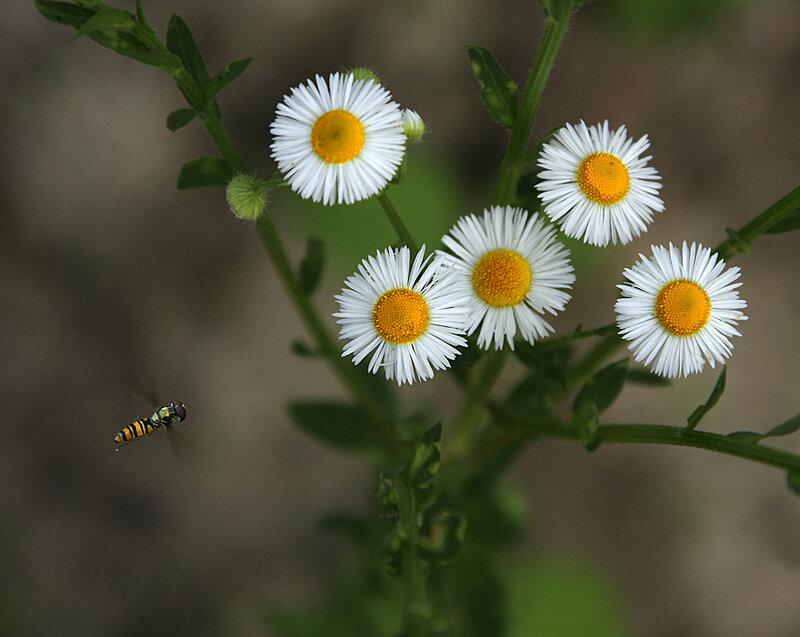 Daisies with a hoverfly