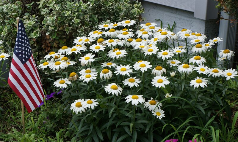 Daisies with American Flag