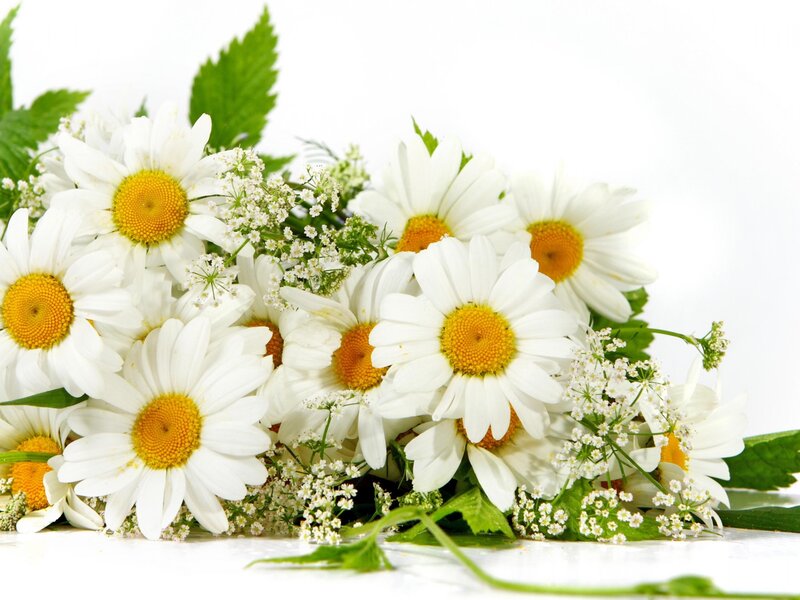 daisies with baby's breath