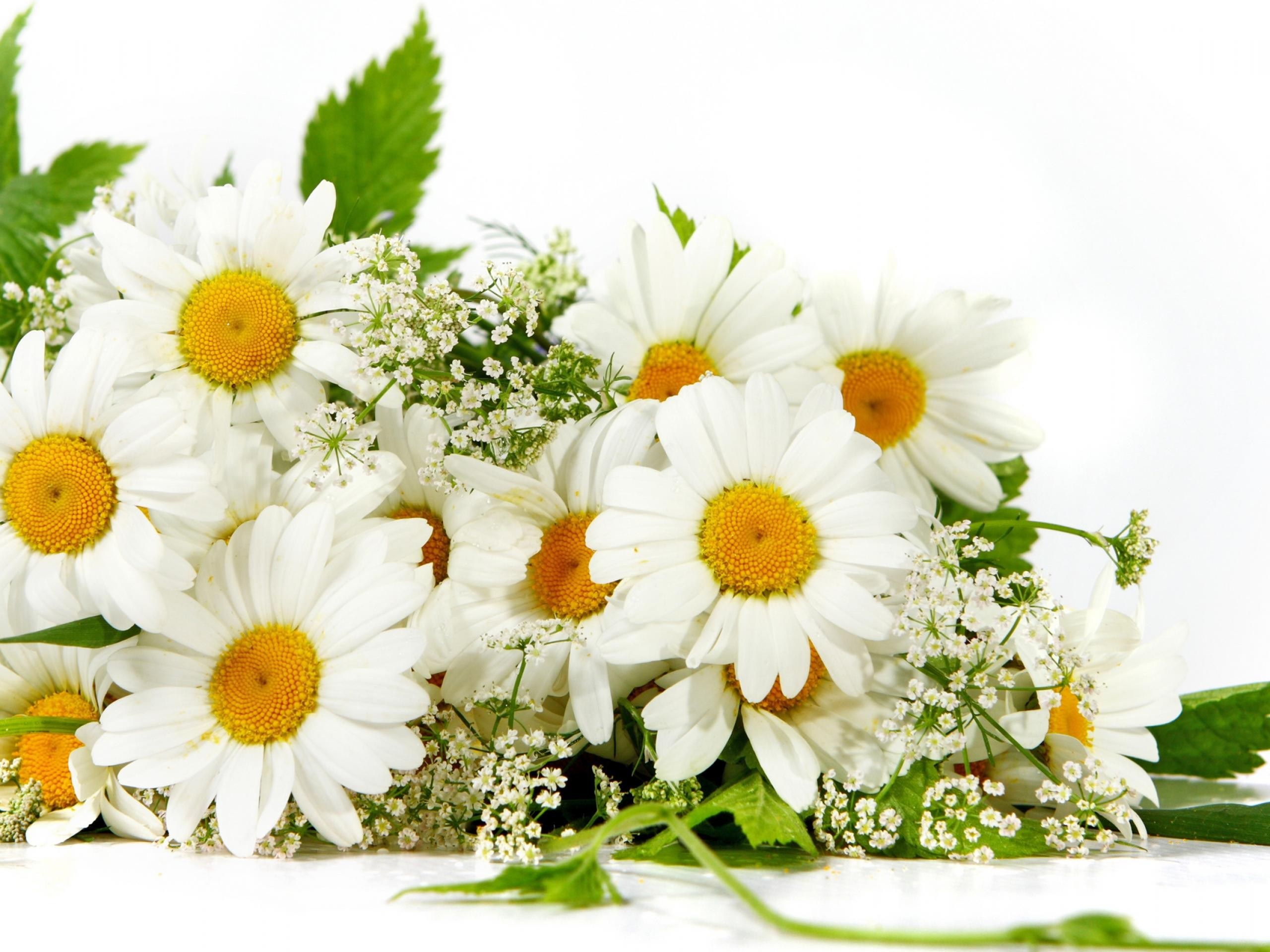 daisies with baby's breath