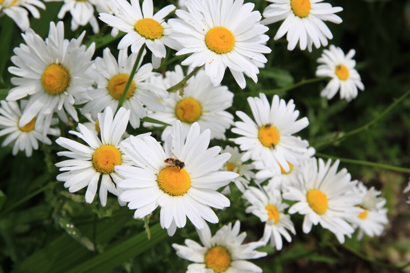 Daisies with Bee