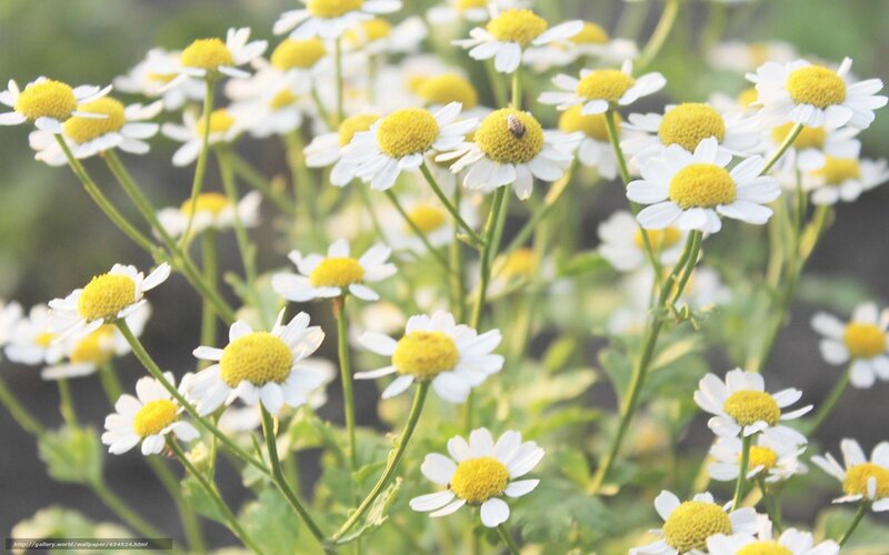 Daisies with Bee — White, Calm