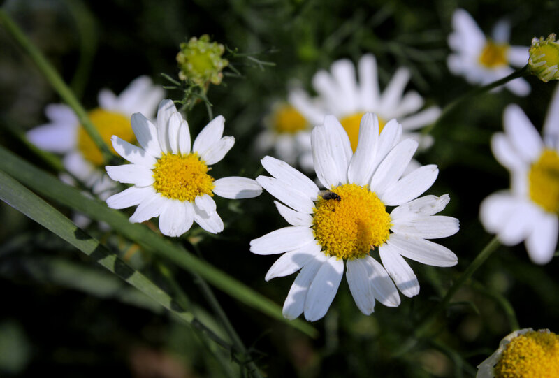 Daisies with Bee — White
