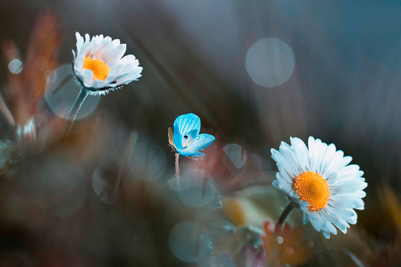 Daisies with Blue Flower