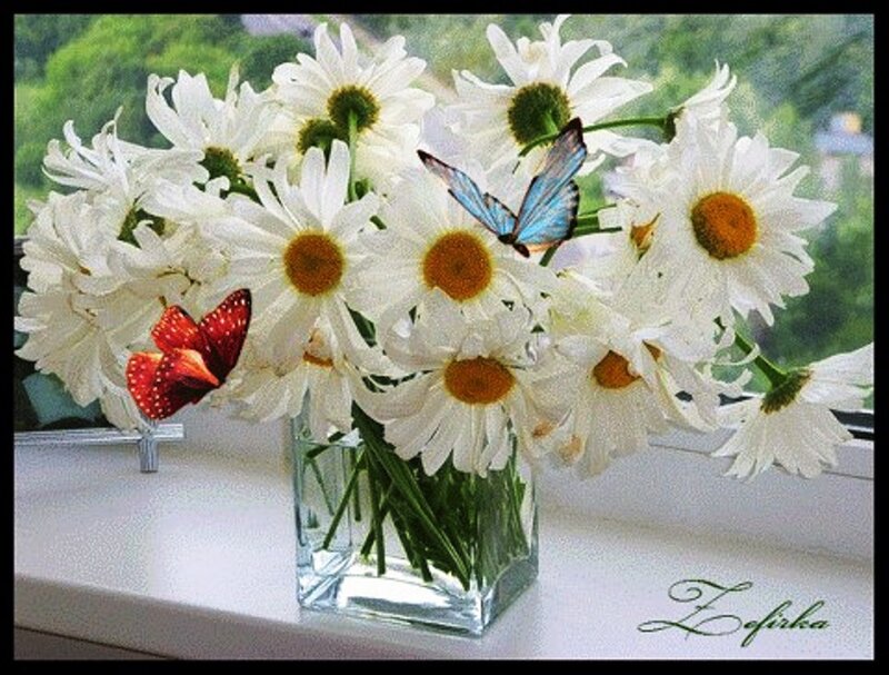 Daisies with Butterflies — White, Serene, Morning, Photograph