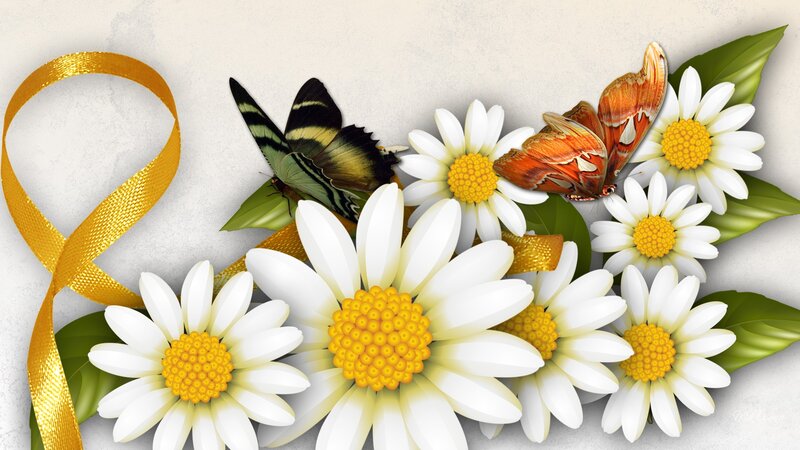 Daisies with Butterflies — White, Serene